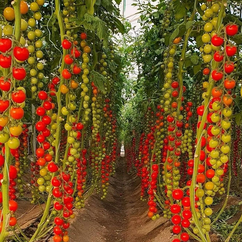 Mixed Tomatoes