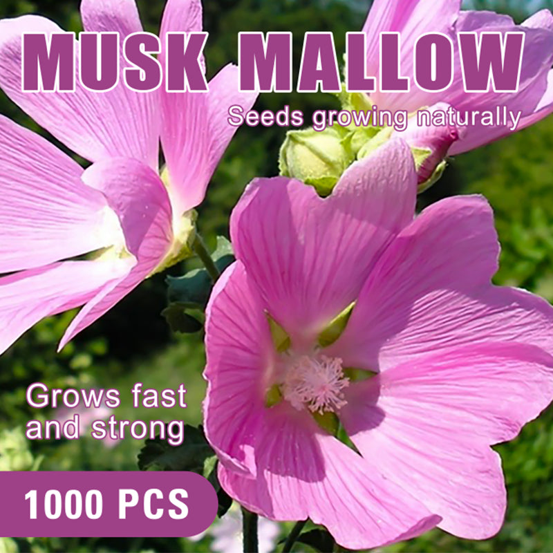 Musk mallow