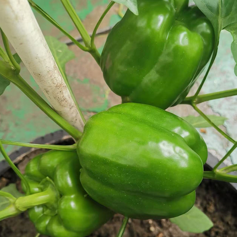 Sweet Pepper