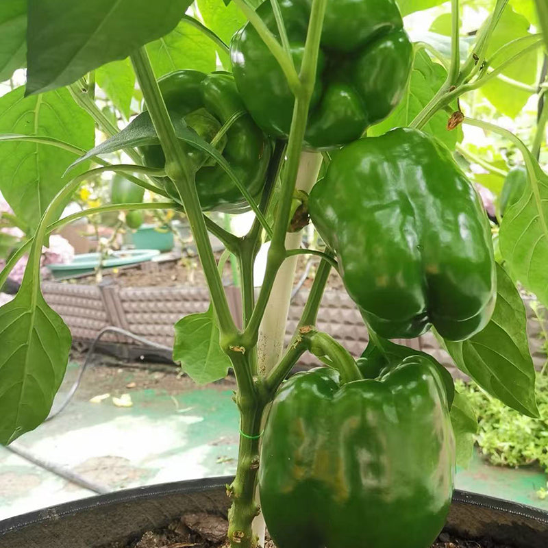 Sweet Pepper
