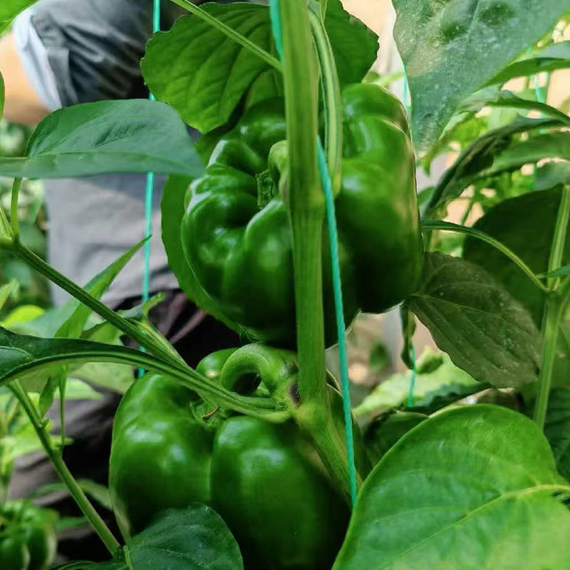 Sweet Pepper