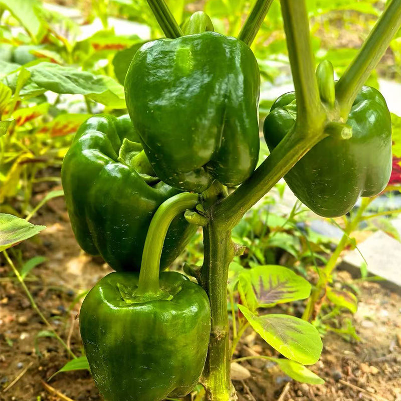 Sweet Pepper