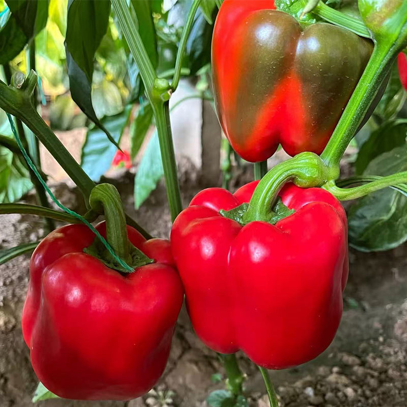 Sweet Pepper