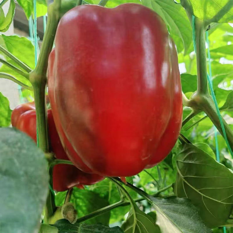 Sweet Pepper