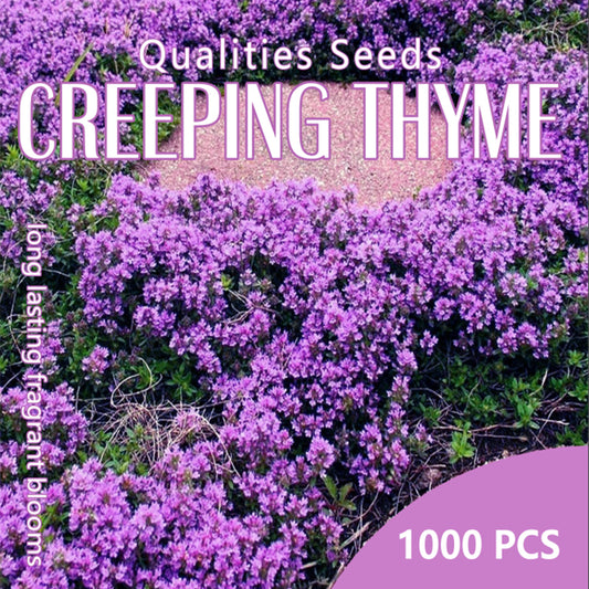Creeping Thyme