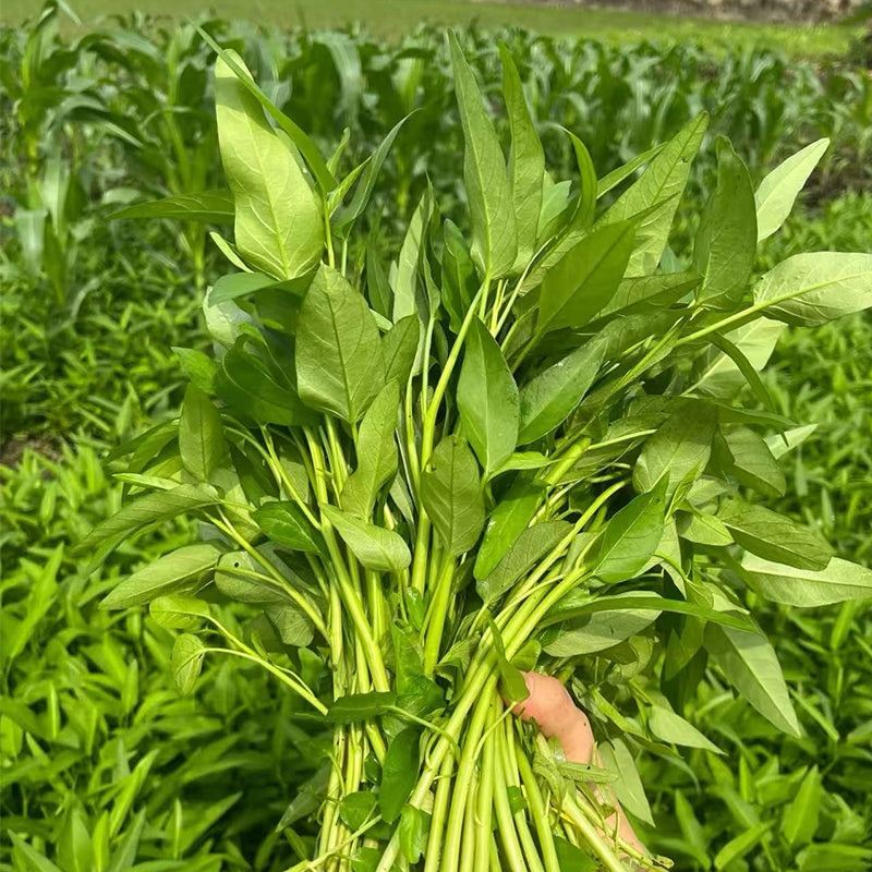 Water spinach