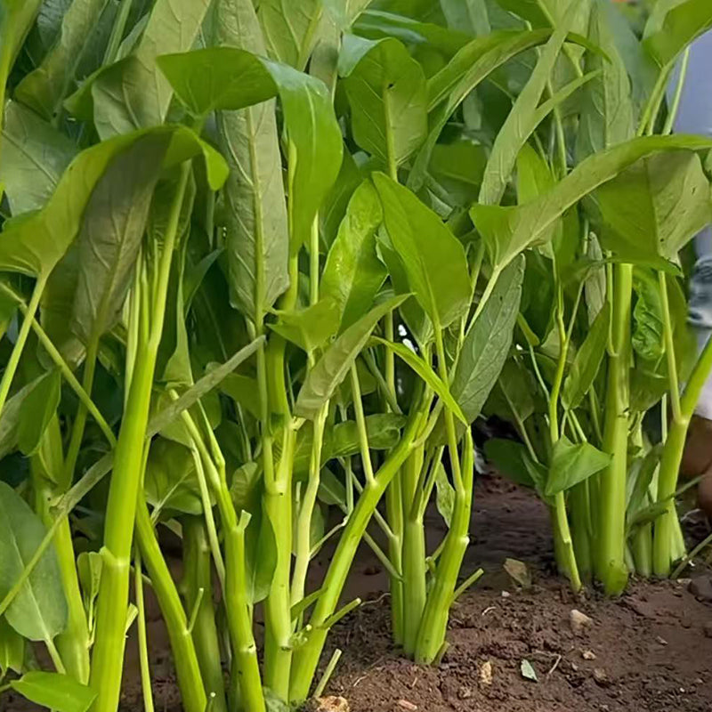 Water spinach