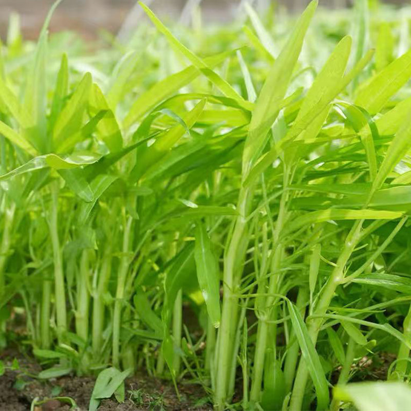 Water spinach