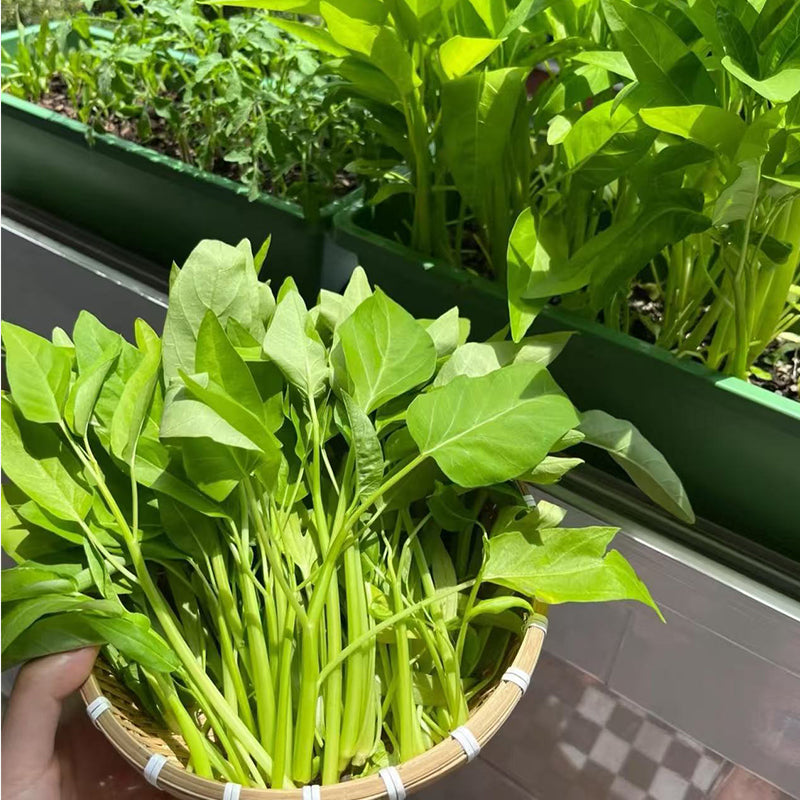 Water spinach