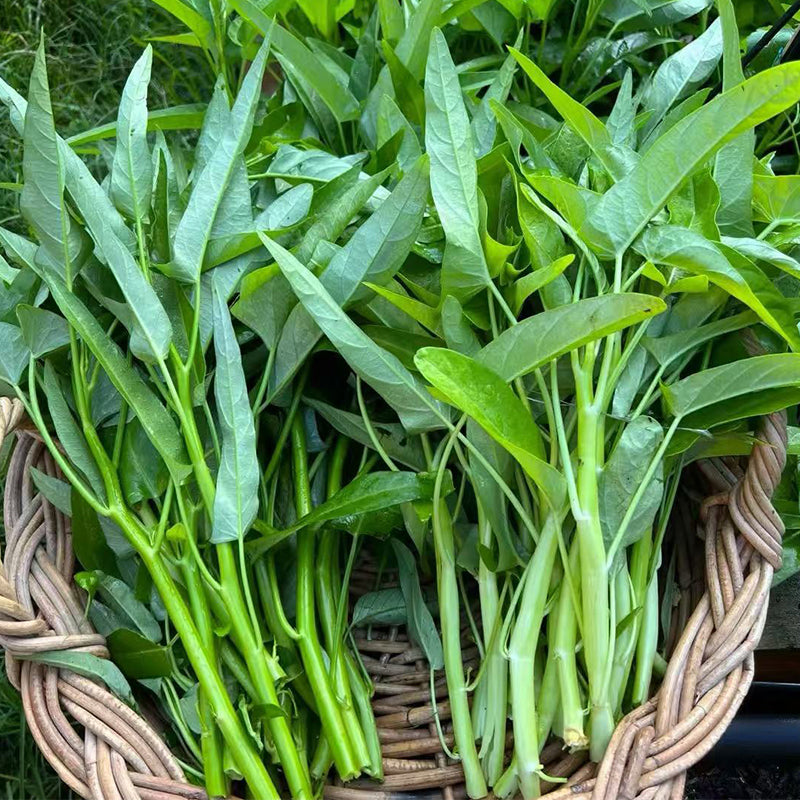 Water spinach