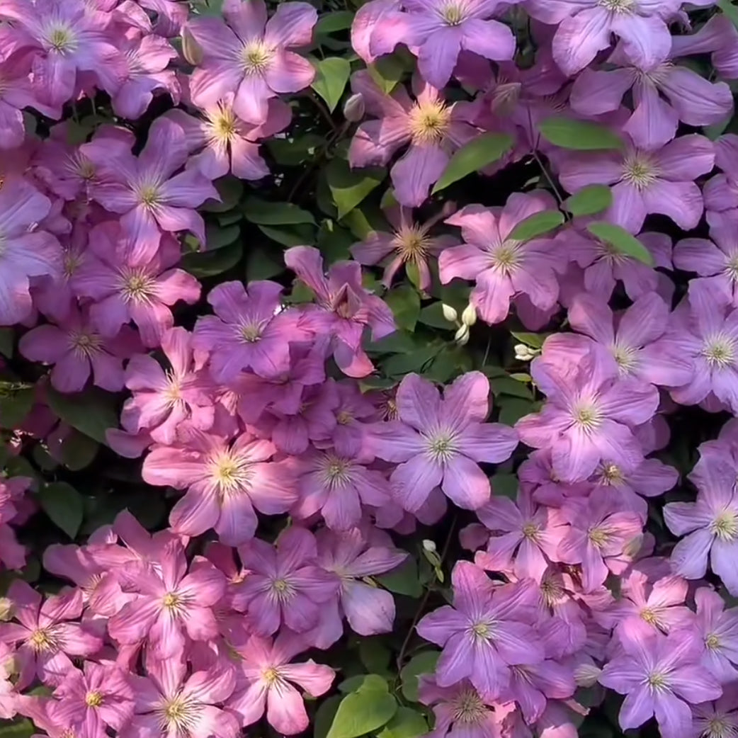 Clematis vine