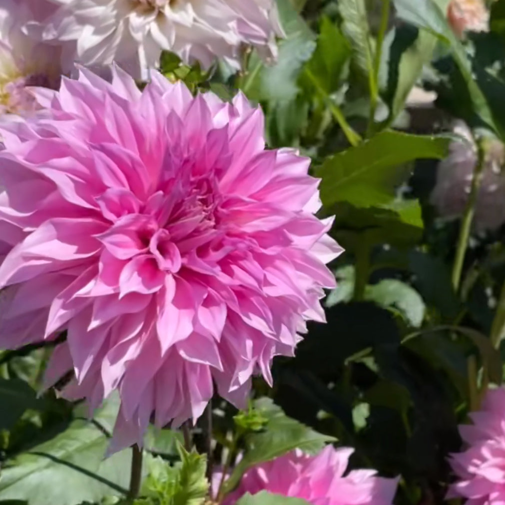 Dahlia
