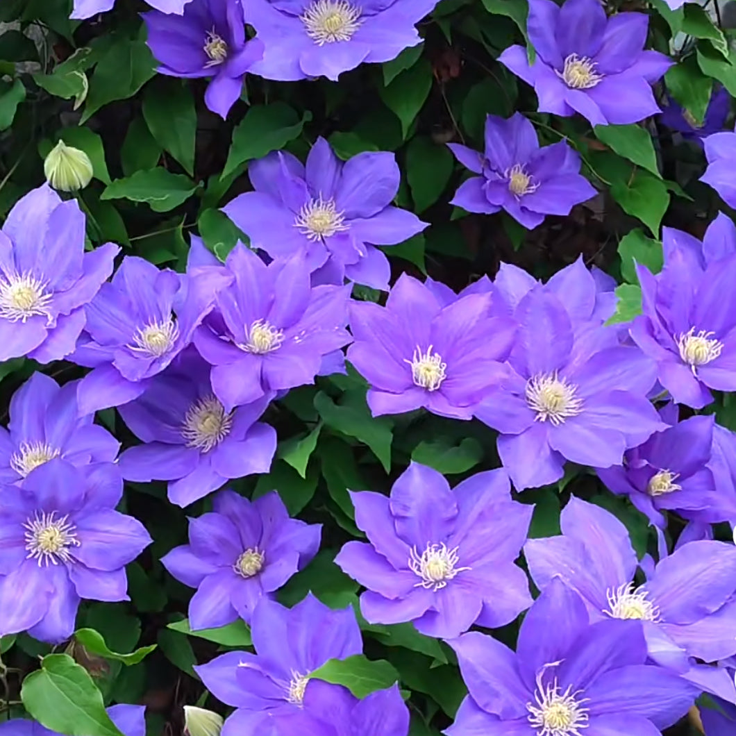 Clematis vine