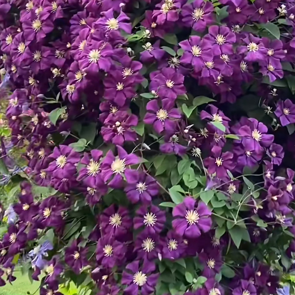 Clematis vine
