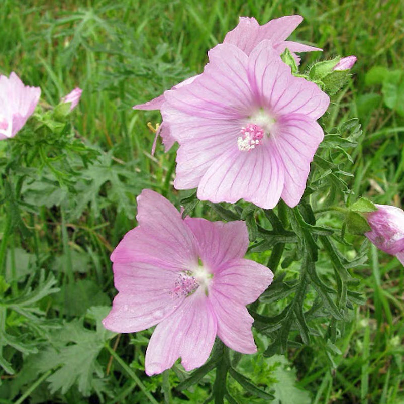 Musk mallow