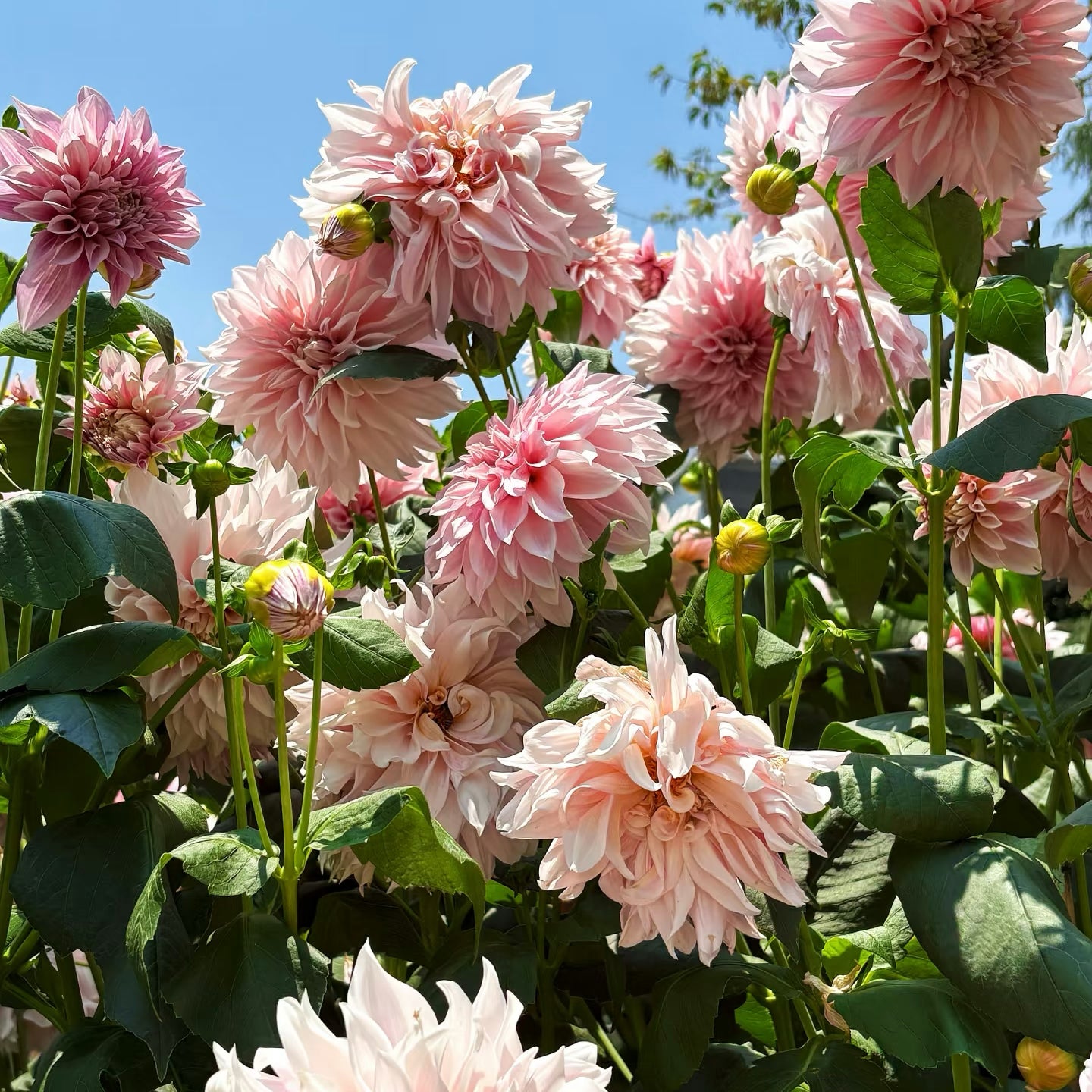 Dahlia