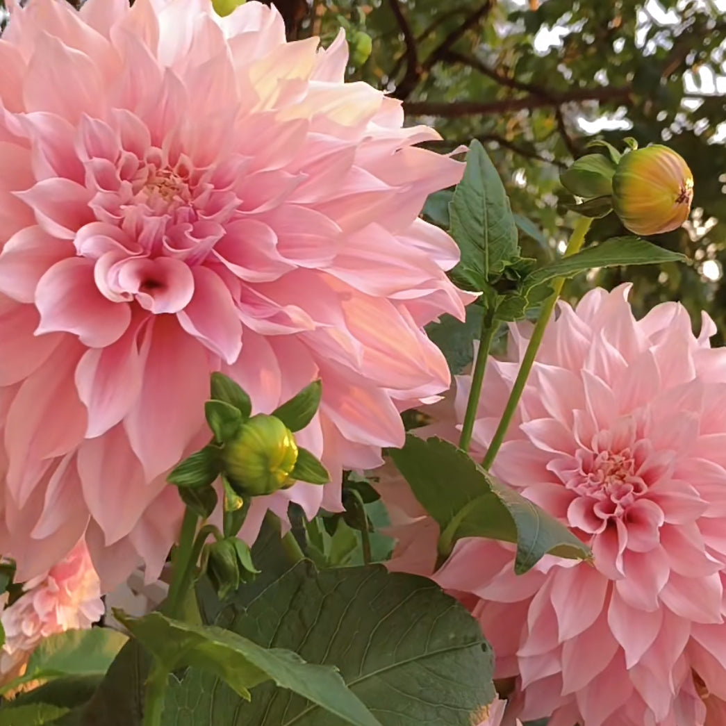 Dahlia