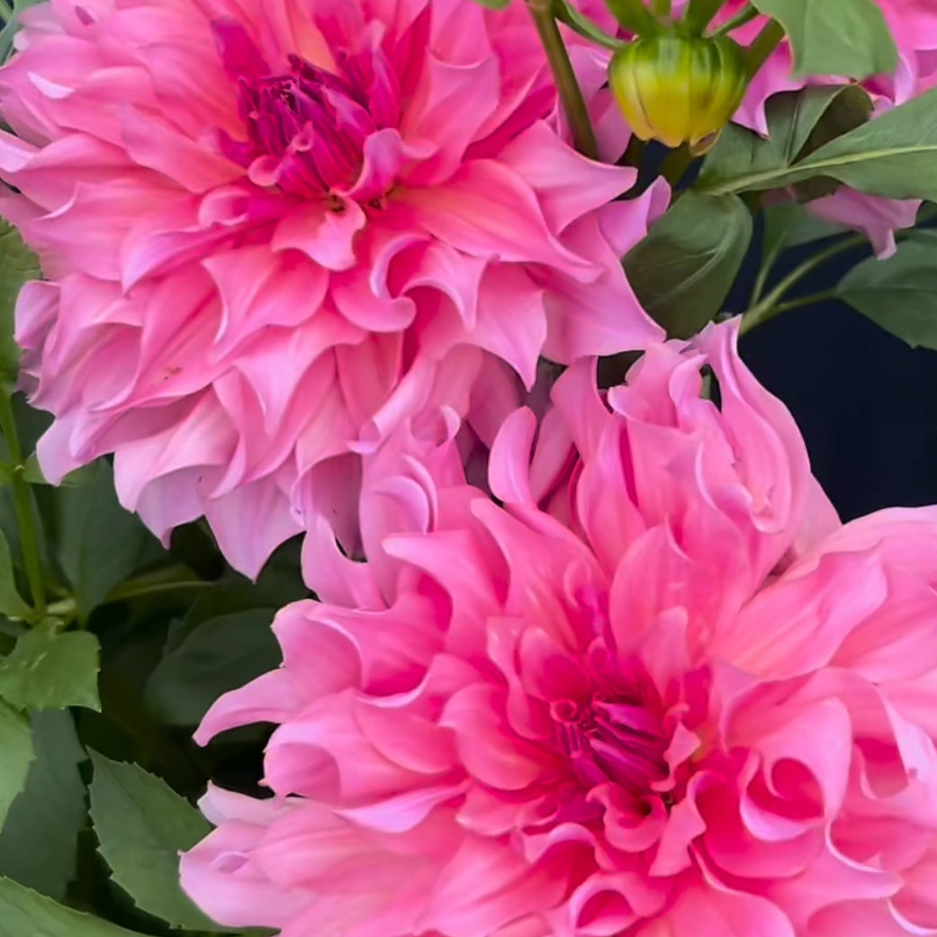 Dahlia