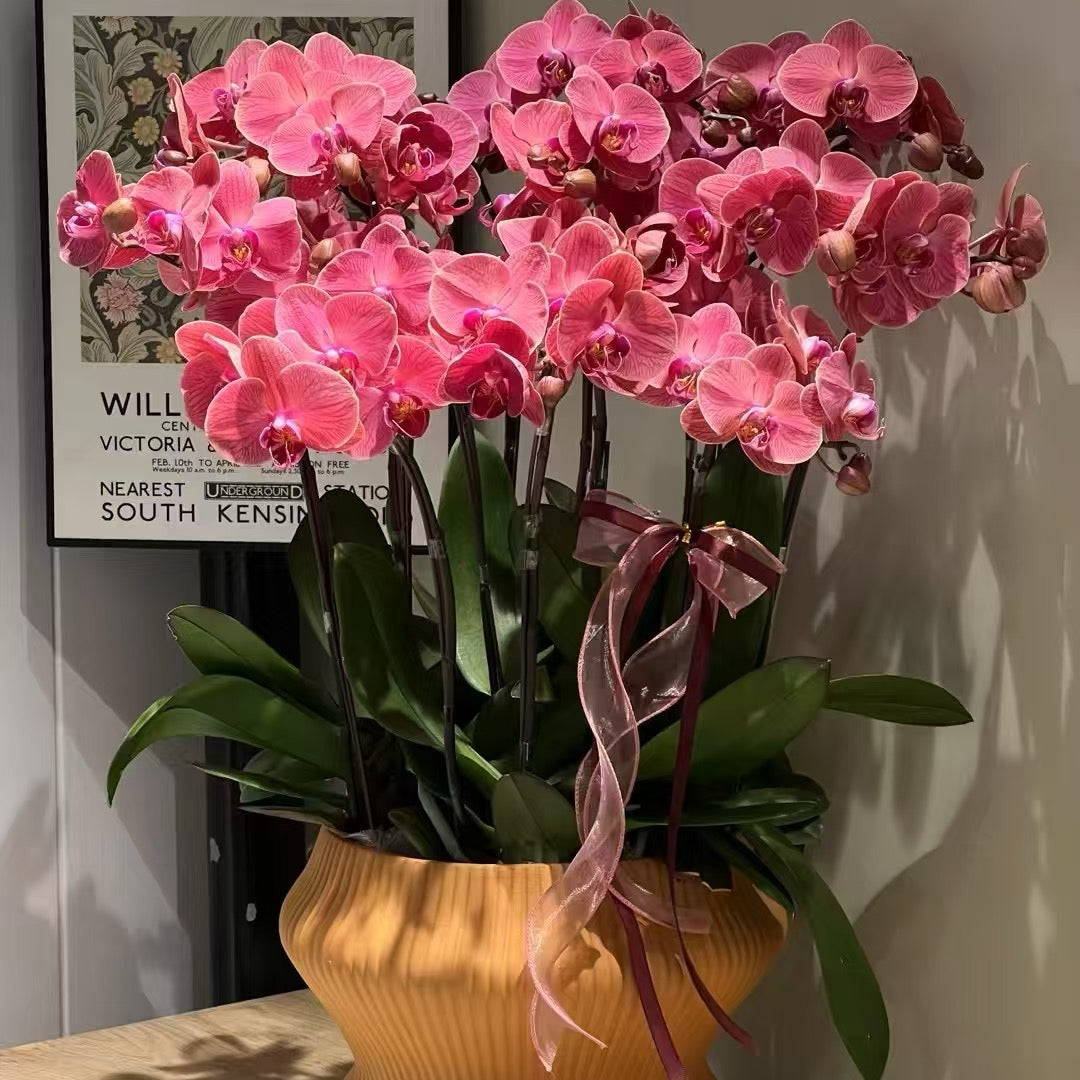 Orchid