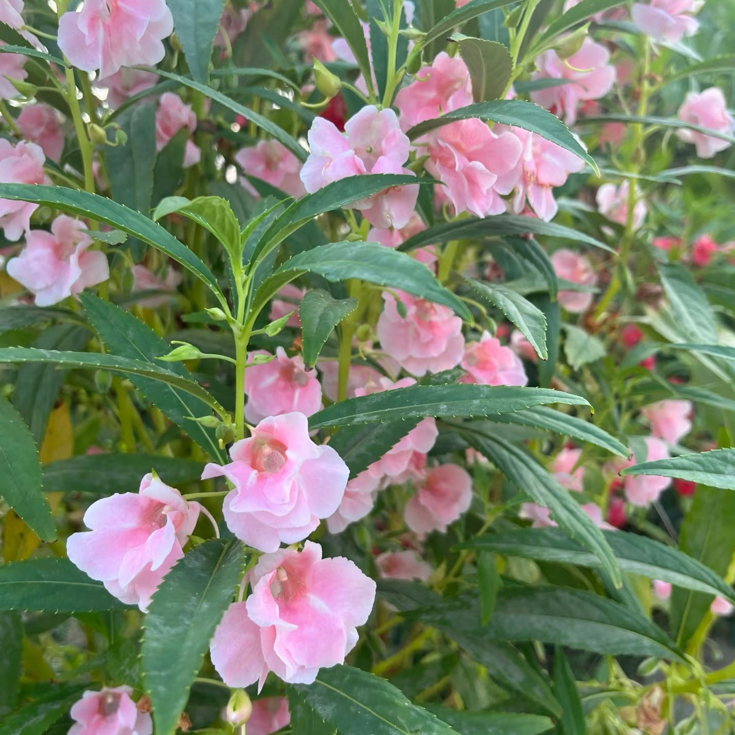 Impatiens