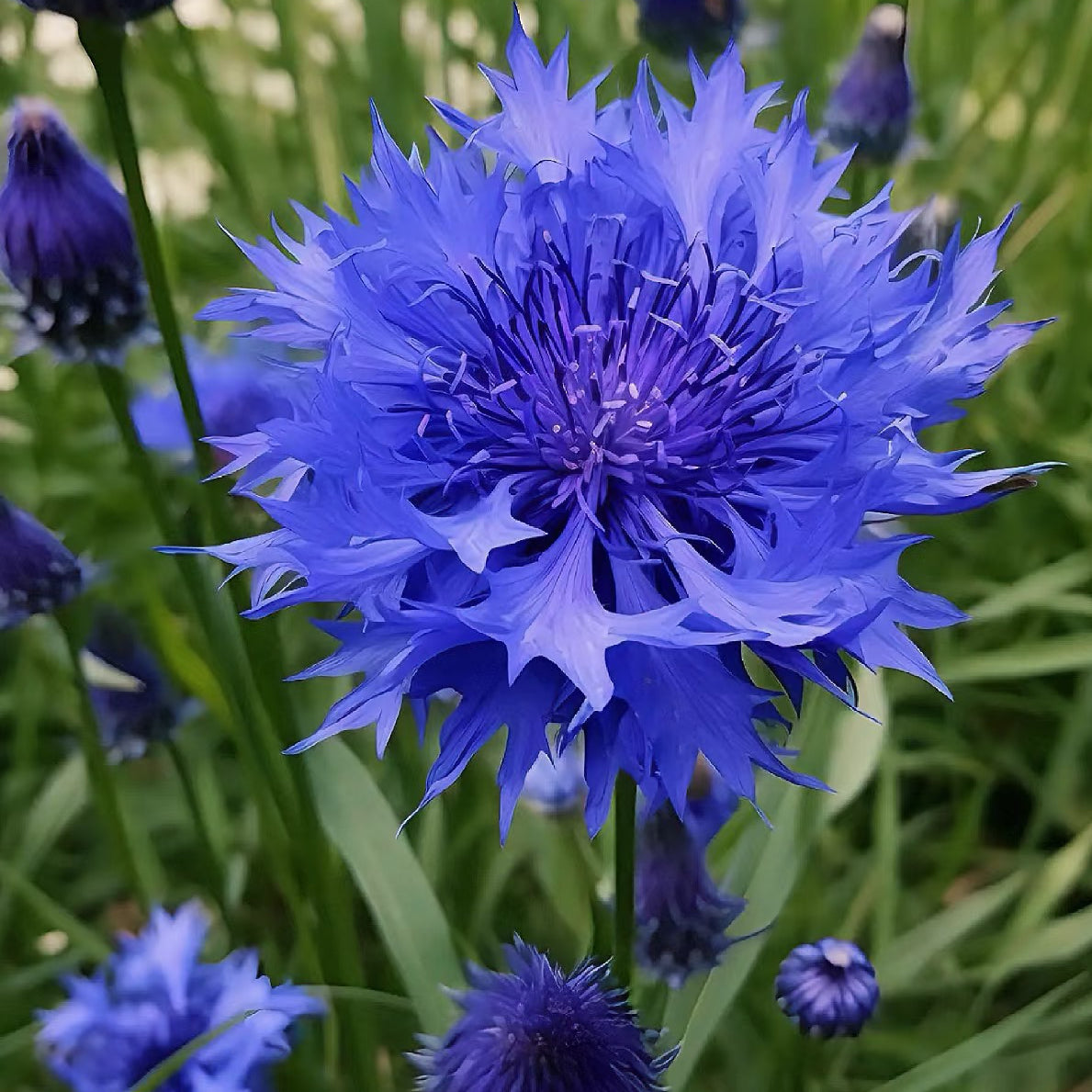 Cornflower