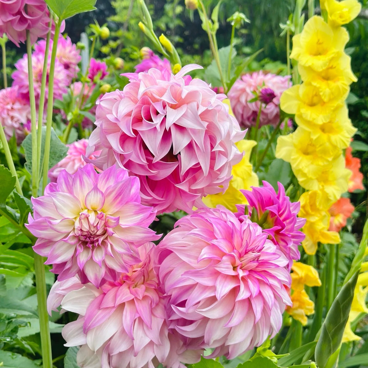 Dahlia