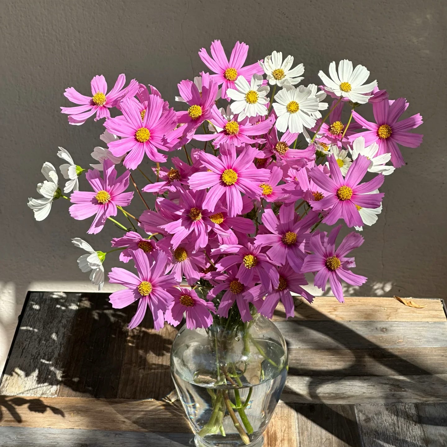 Cosmos