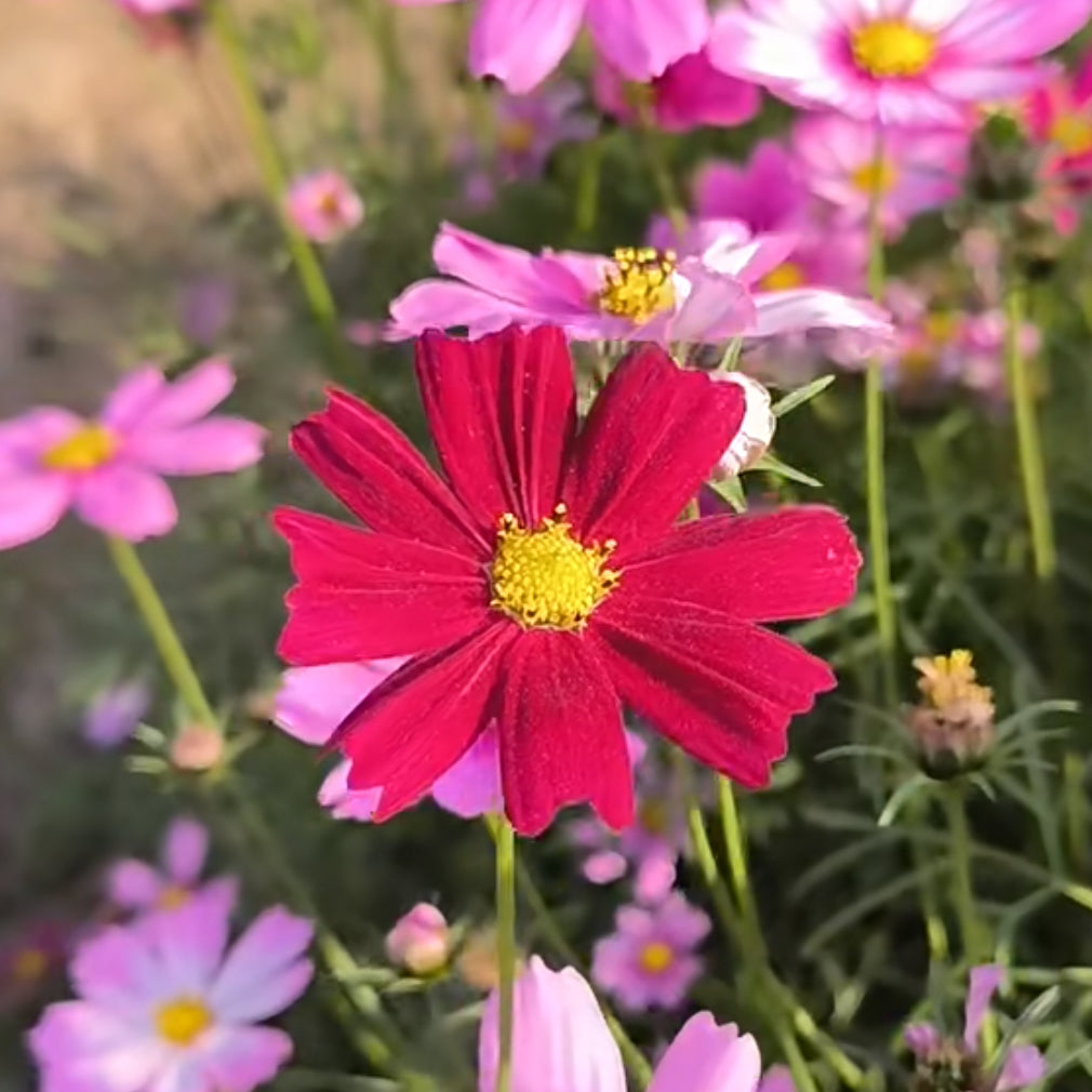 Cosmos