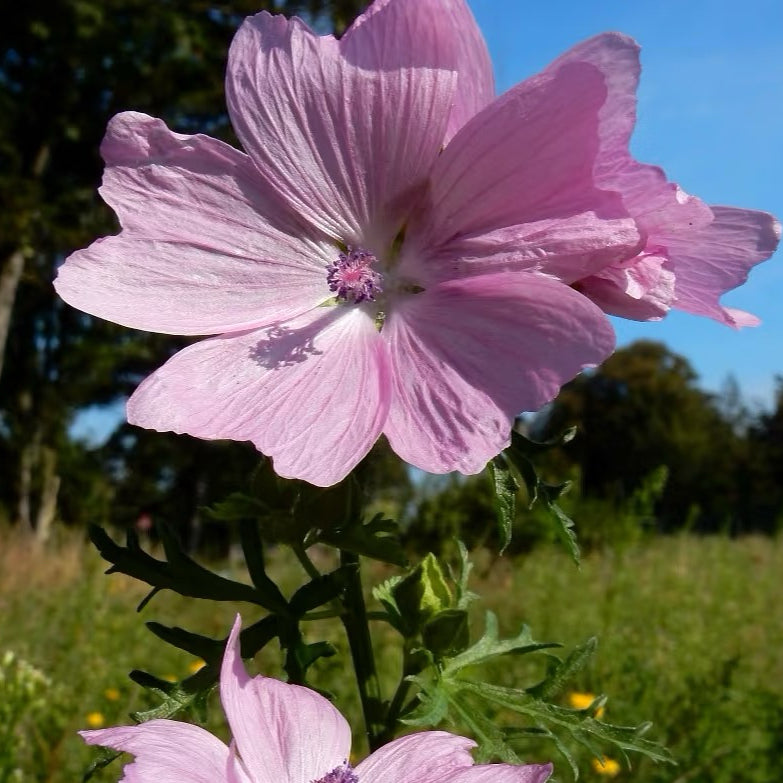 Musk mallow