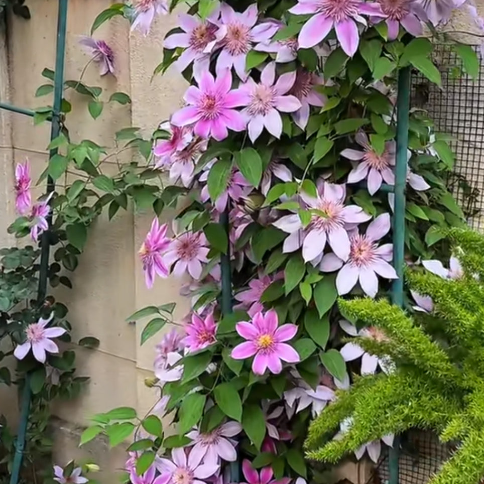 Clematis vine