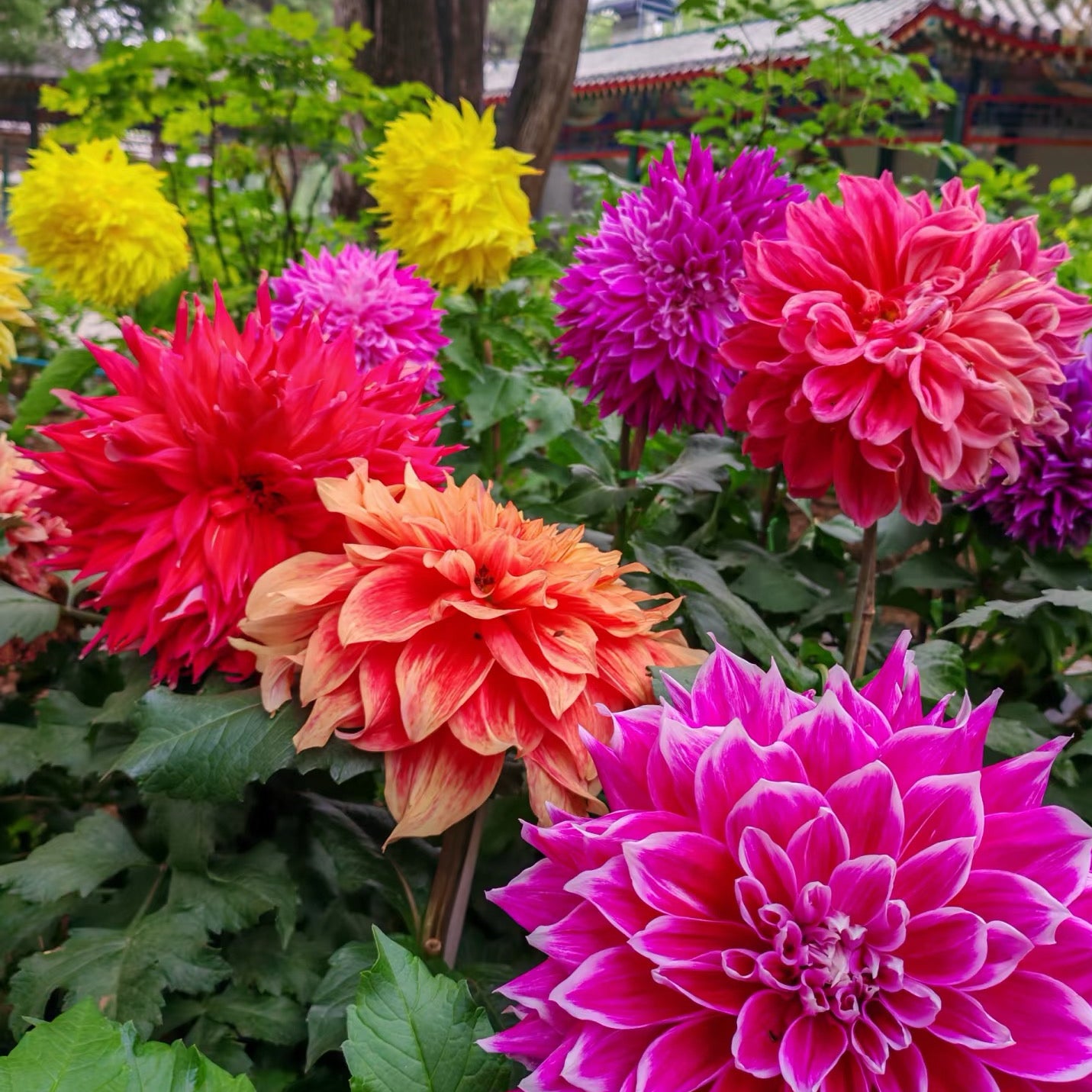 Dahlia