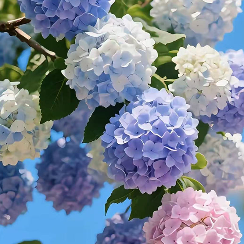 Hydrangea