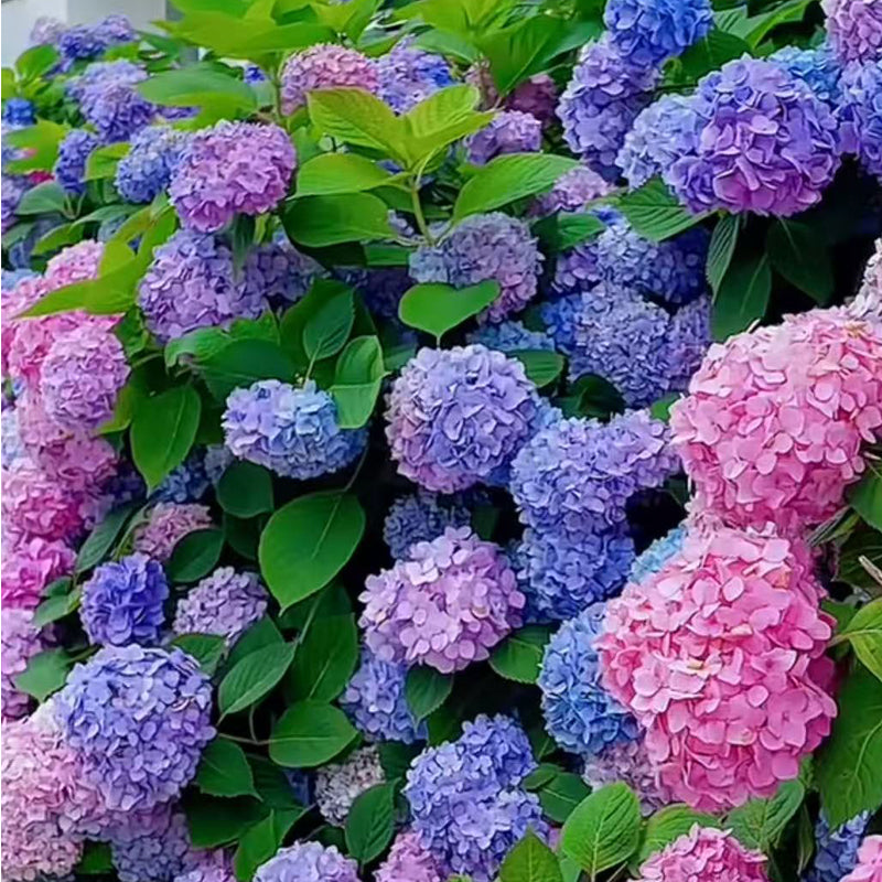 Hydrangea