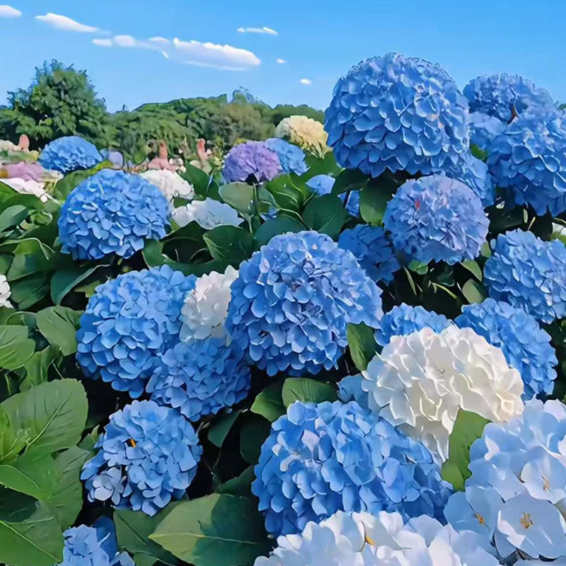Hydrangea