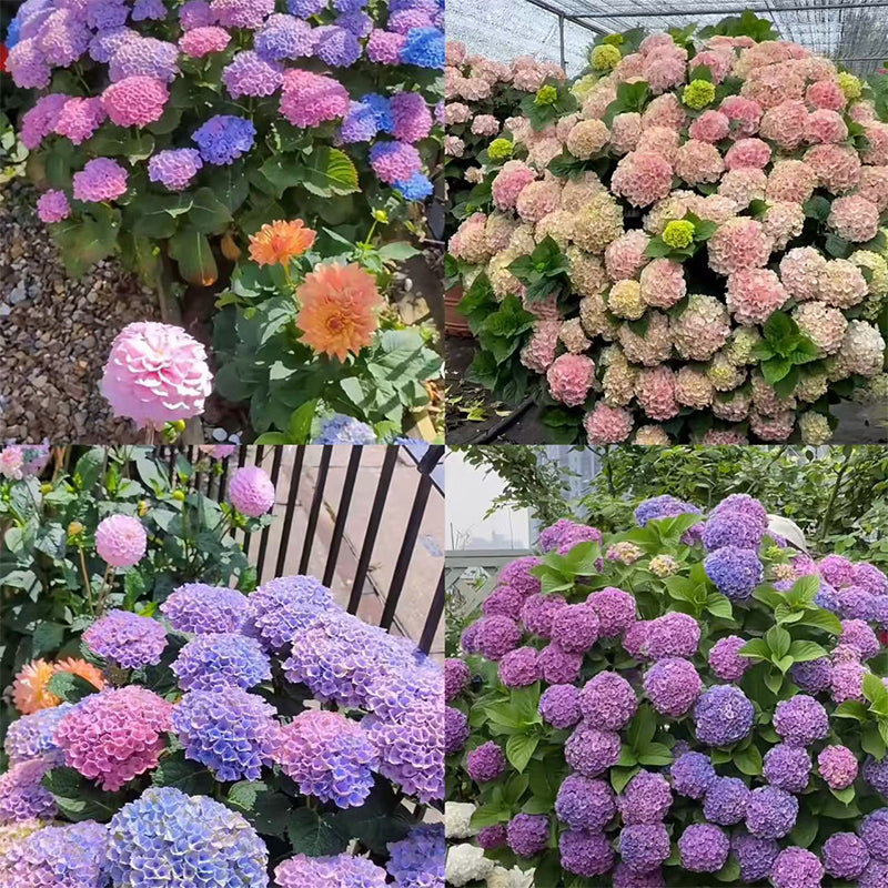 Hydrangea