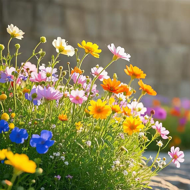 A variety of wildflowers