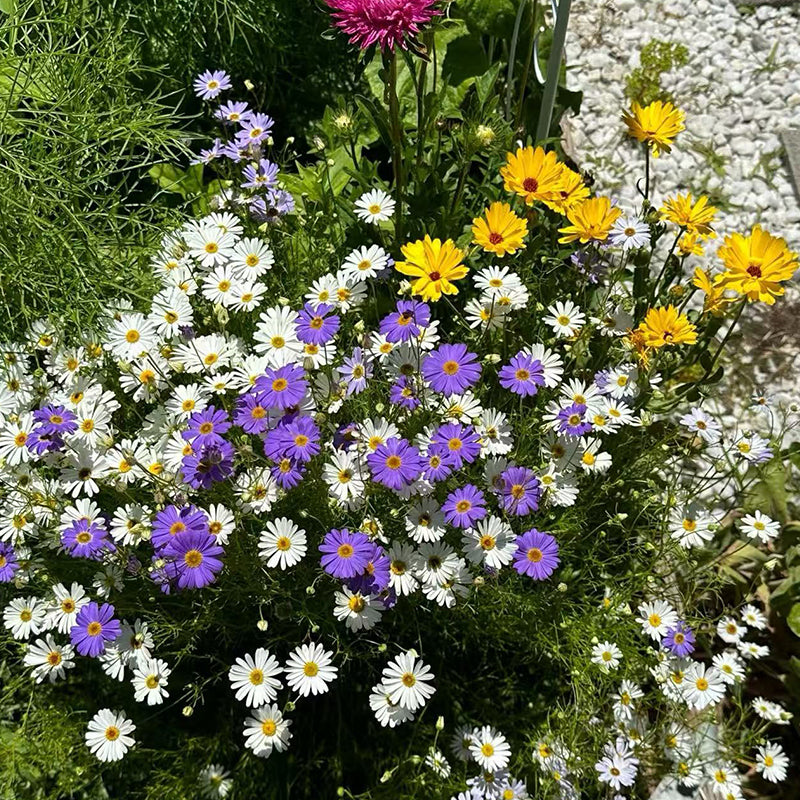 A variety of wildflowers