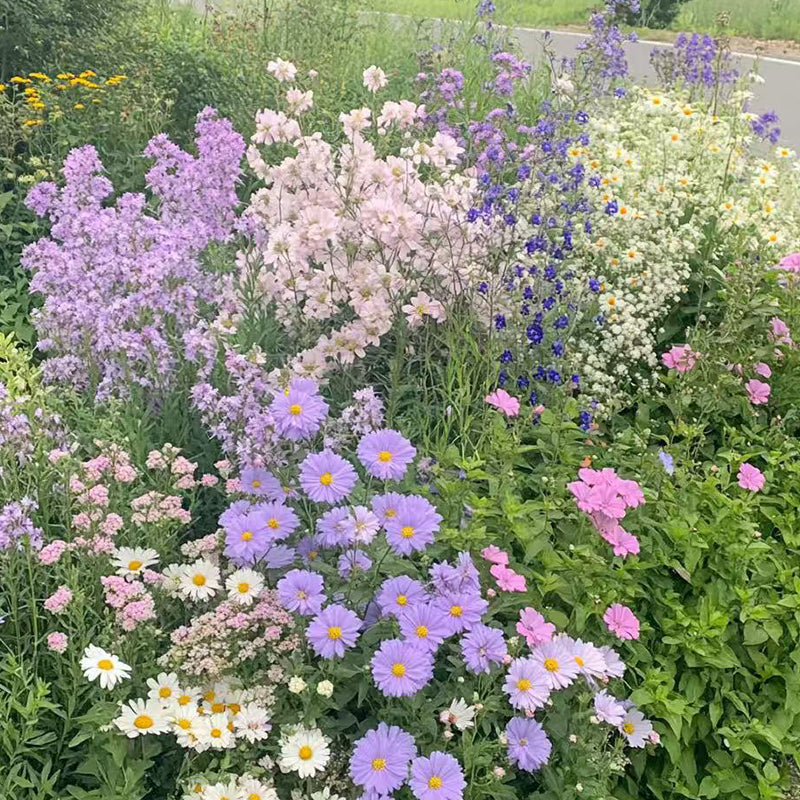 A variety of wildflowers