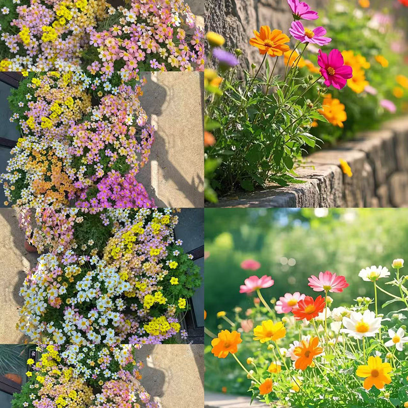 A variety of wildflowers