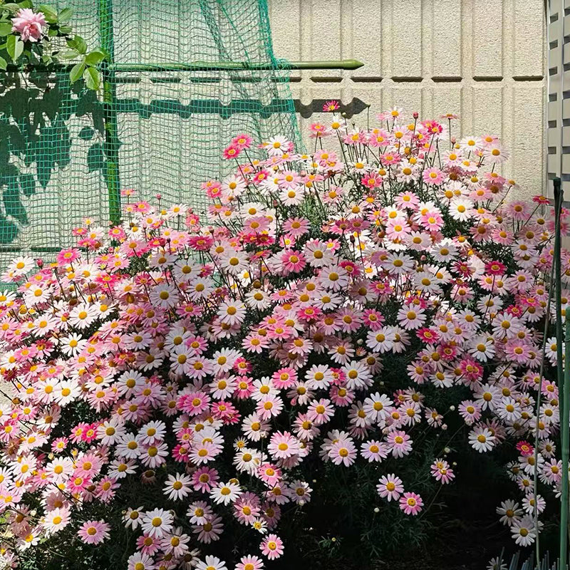 A variety of wildflowers