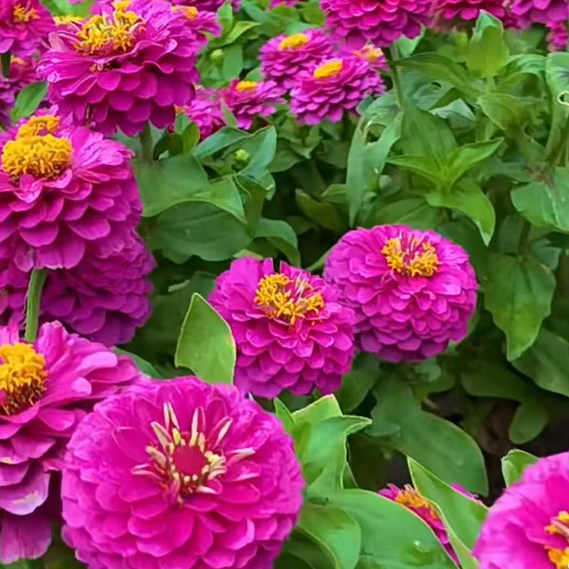 Zinnia seeds pack