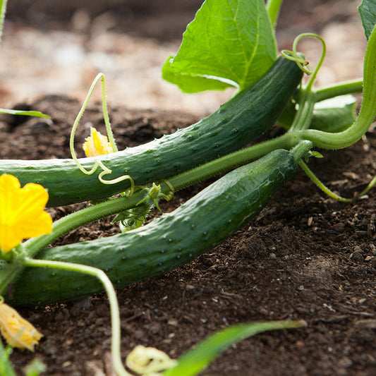 vegetable seeds,garden seeds