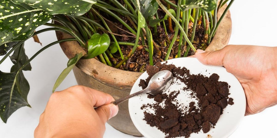 Coffee Grounds in the Garden: Boost Soil Health and Deter Pests Naturally