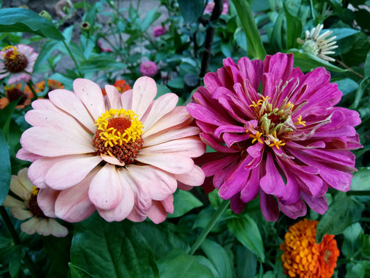 How to Grow Zinnias: Planting, Care, and Popular Zinnia Varieties