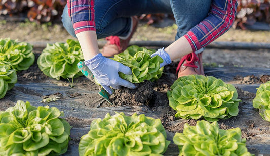 Best Companion Plants for Lettuce: Boost Growth & Pest Control