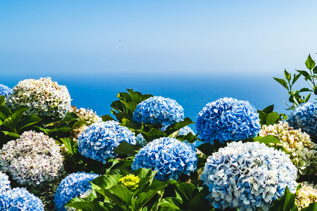 Unlock the Secret to Vibrant Hydrangeas with Home Gardening Seeds