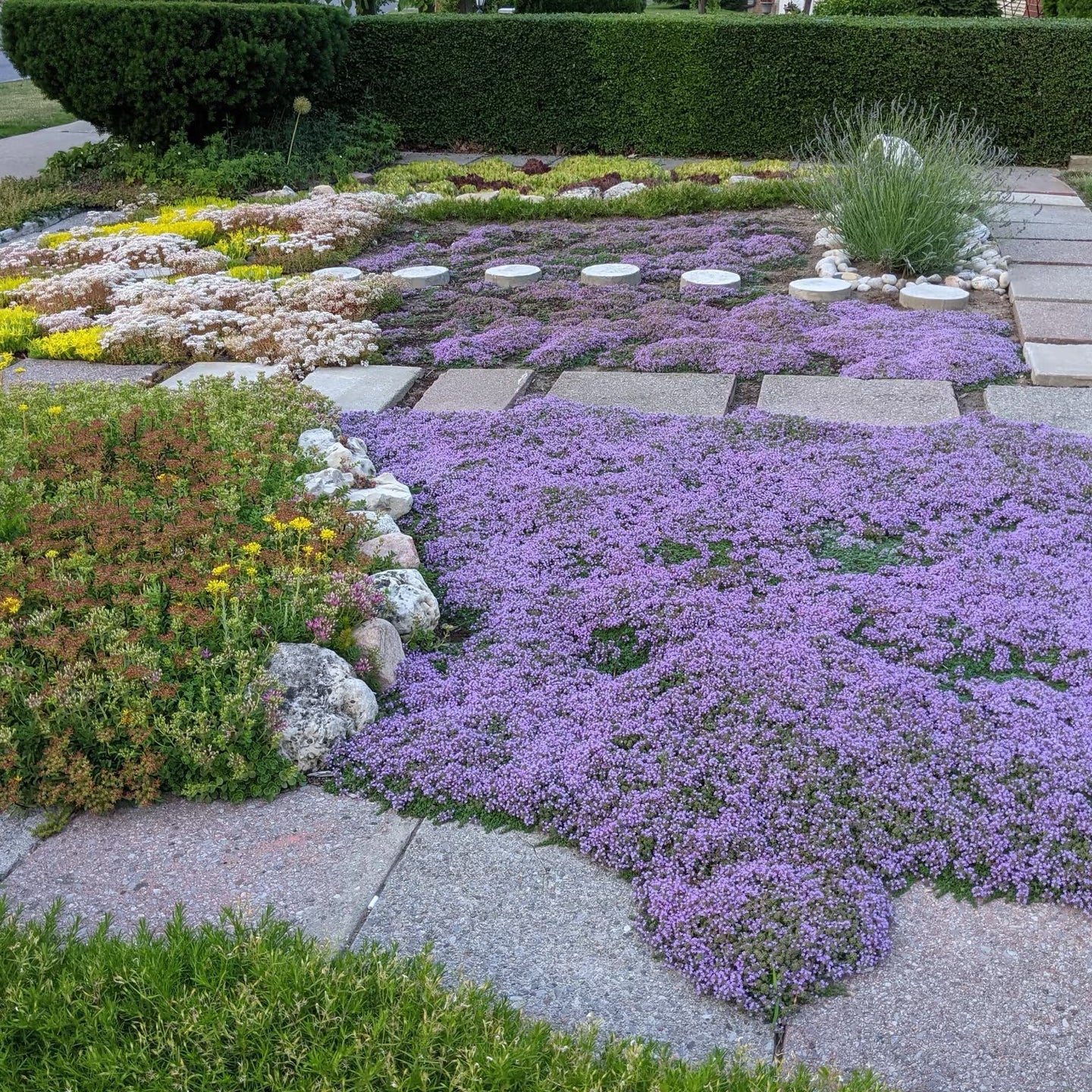 Ground Cover Seeds