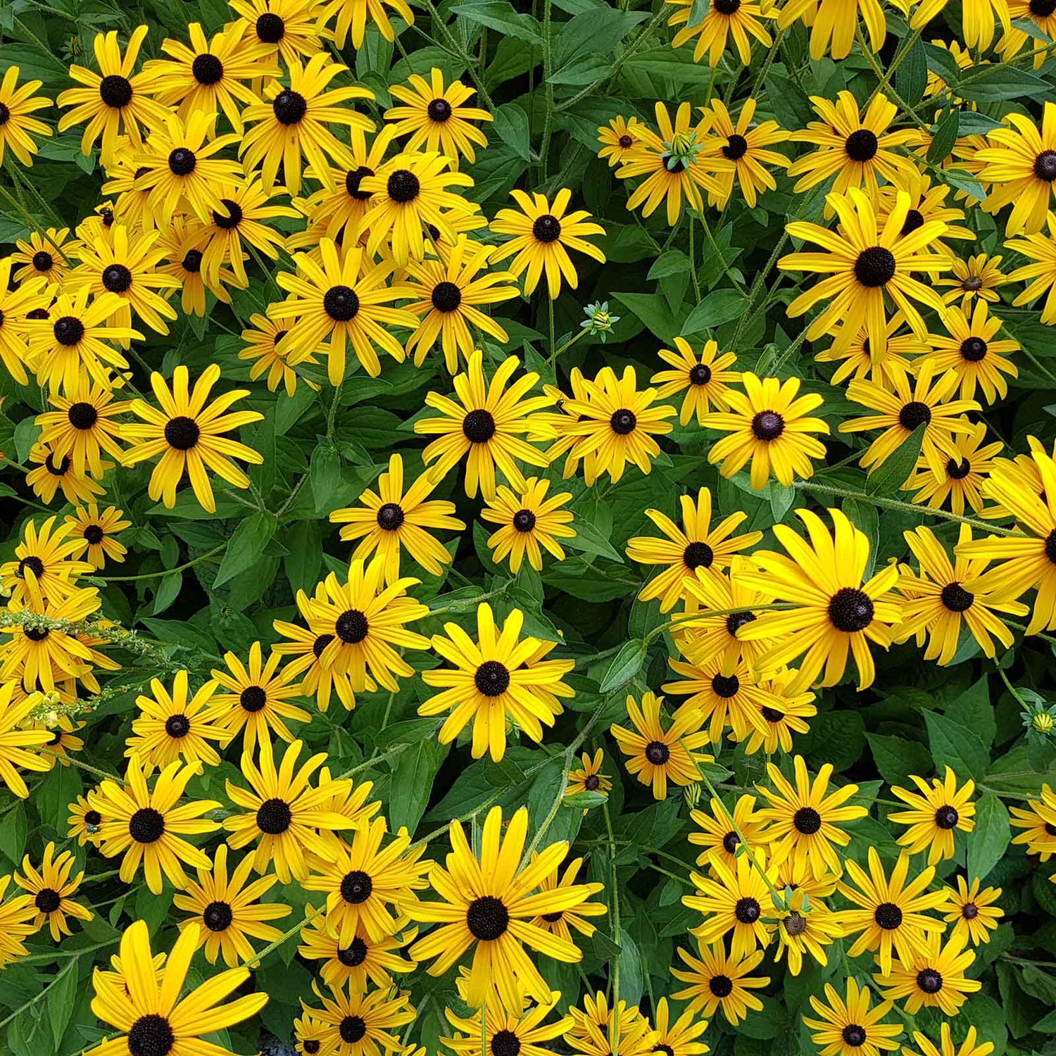 Drought Tolerant Seeds