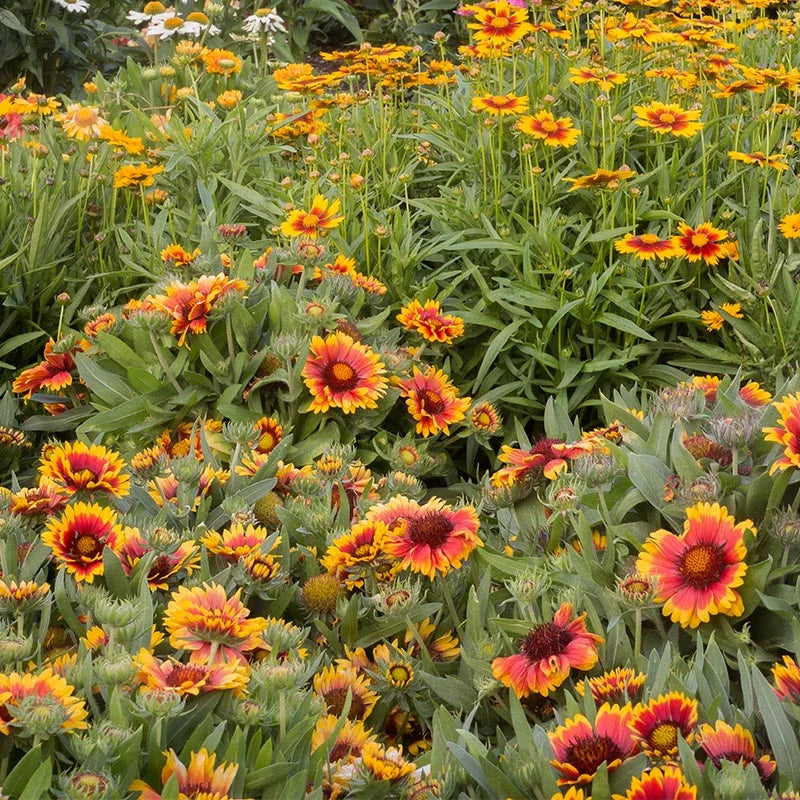Deer Resistant Flower Seeds