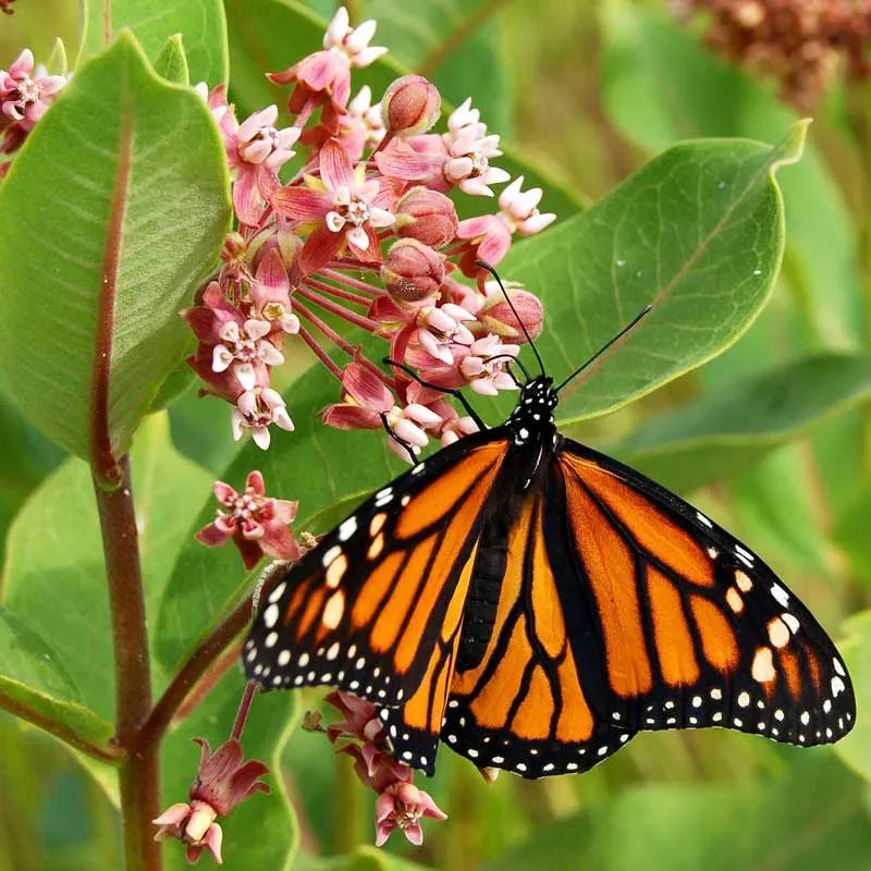 Pollinator-Friendly Seeds